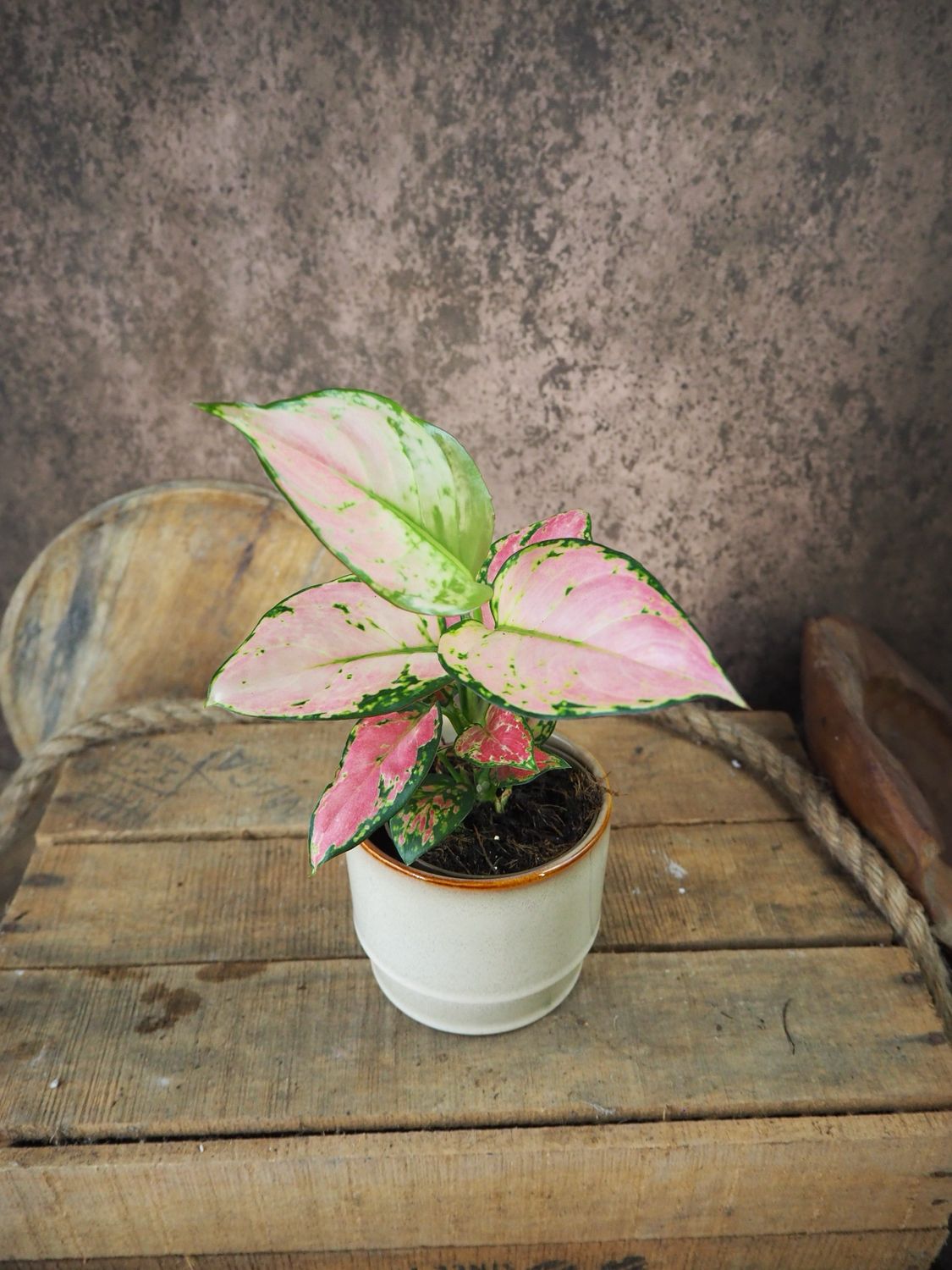 Aglaonema Red Valentine 