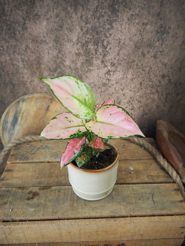 Aglaonema Red Valentine 