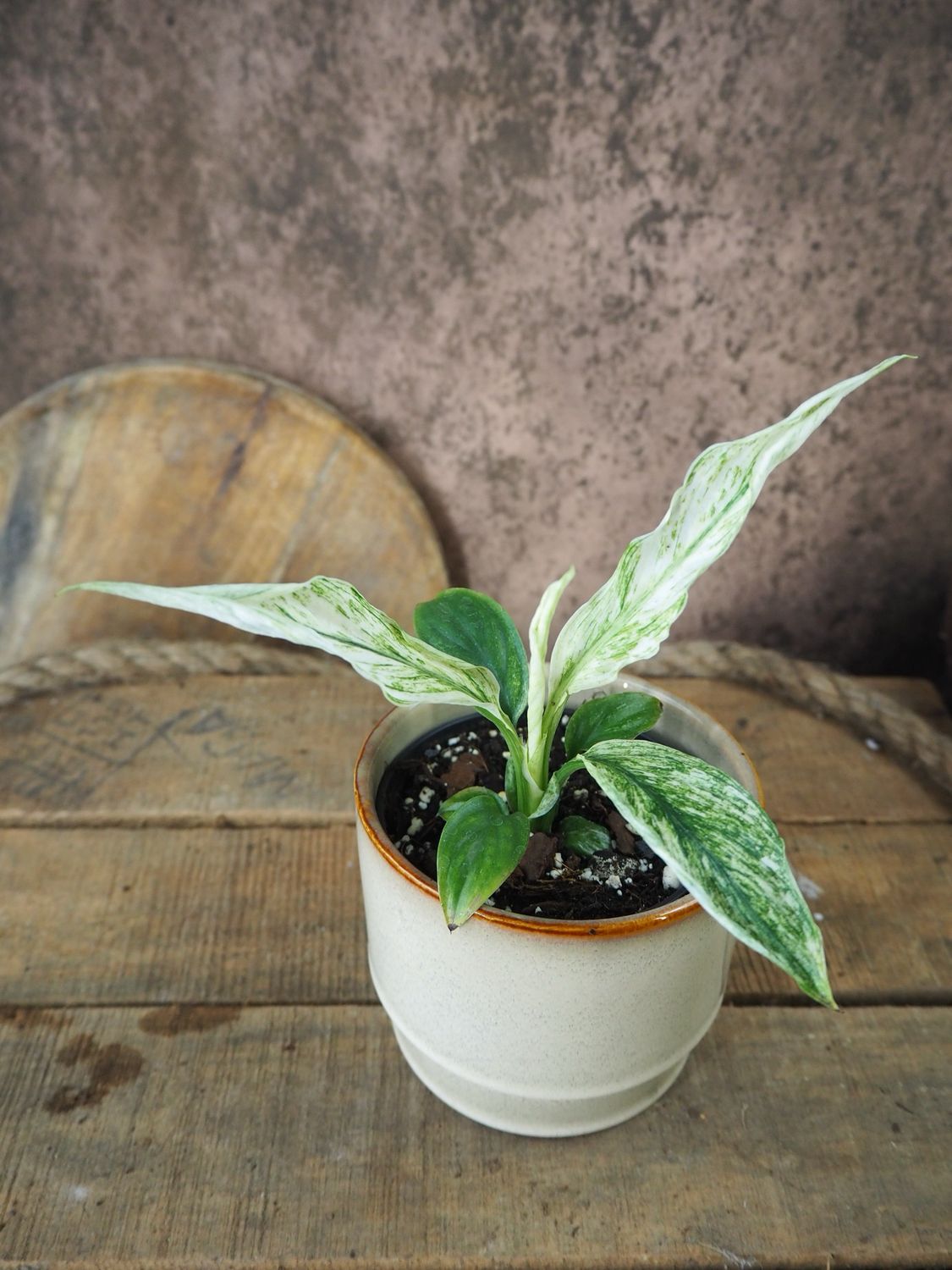 Spathiphyllum Sensation Variegata S