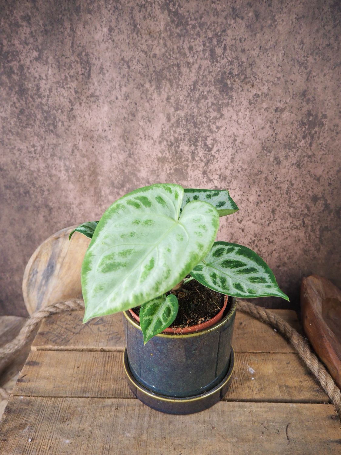 Anthurium Super Silver Blush