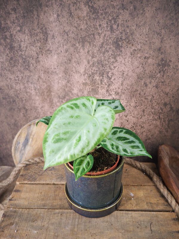 Anthurium Super Silver Blush