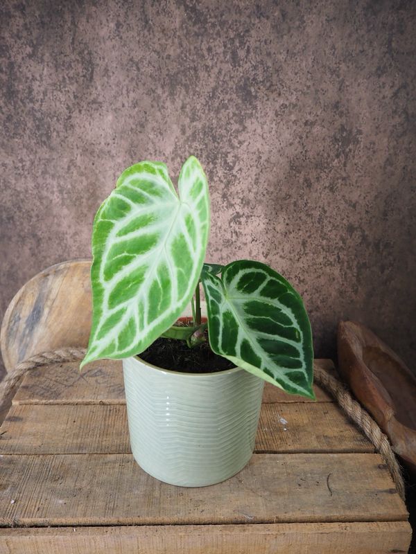 Anthurium Silver Blush