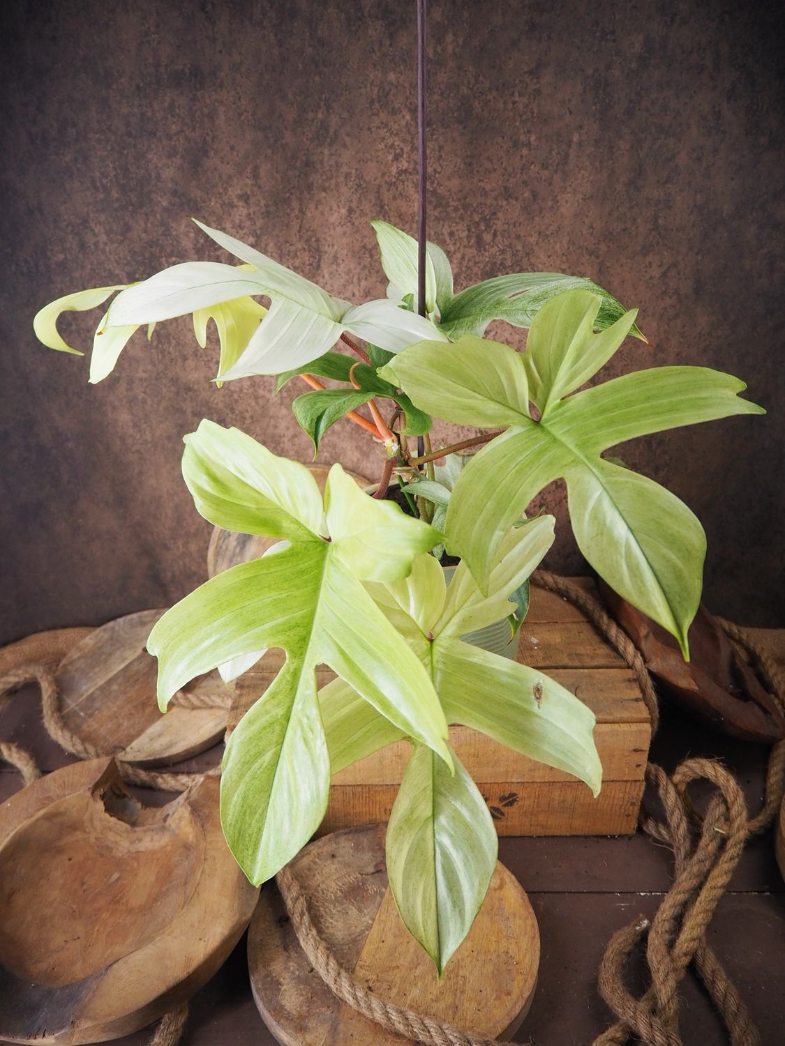 Philodendron Florida Ghost XL