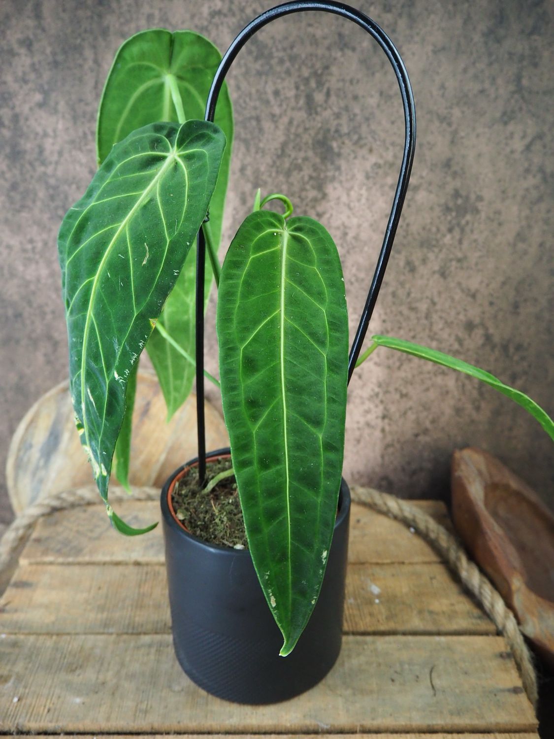 Anthurium warocqueanum Sad Plant