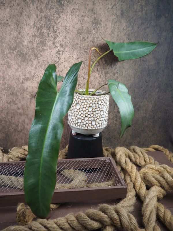 Philodendron atabapoense Philodendron atabapoense