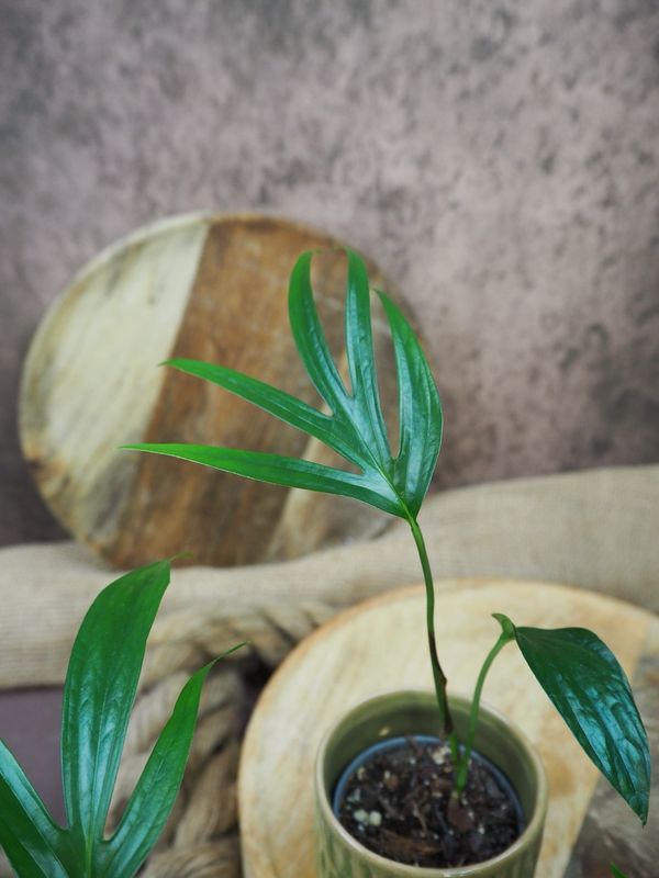 Amydrium zippelianum