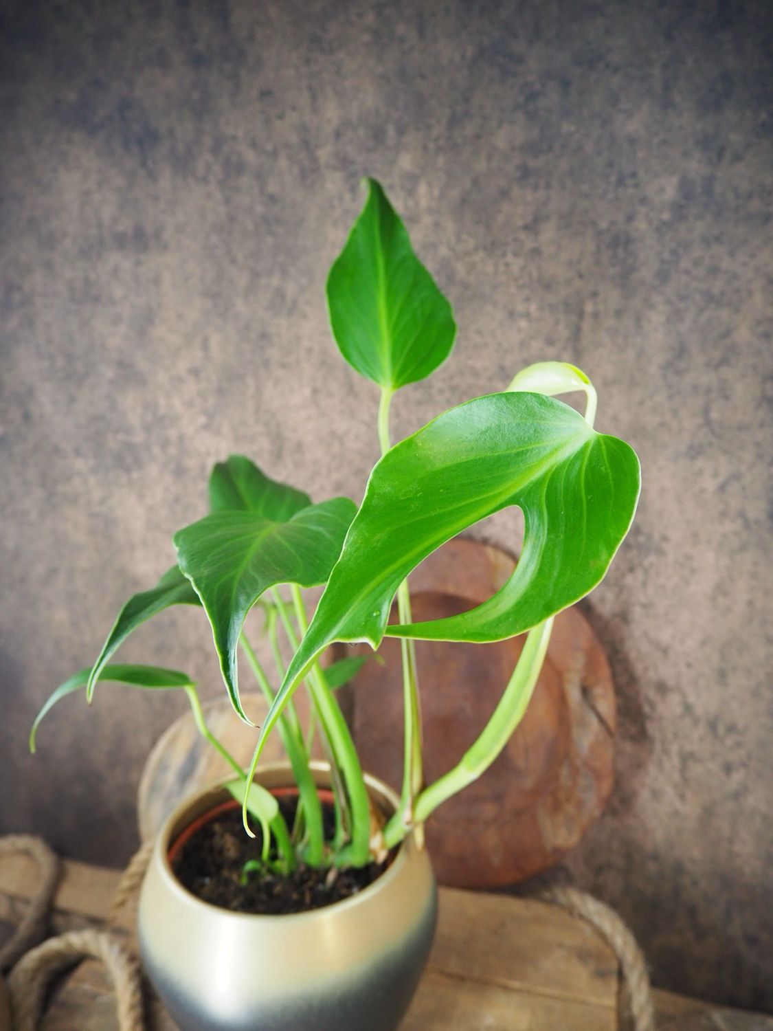 Monstera Burle Marx Flame