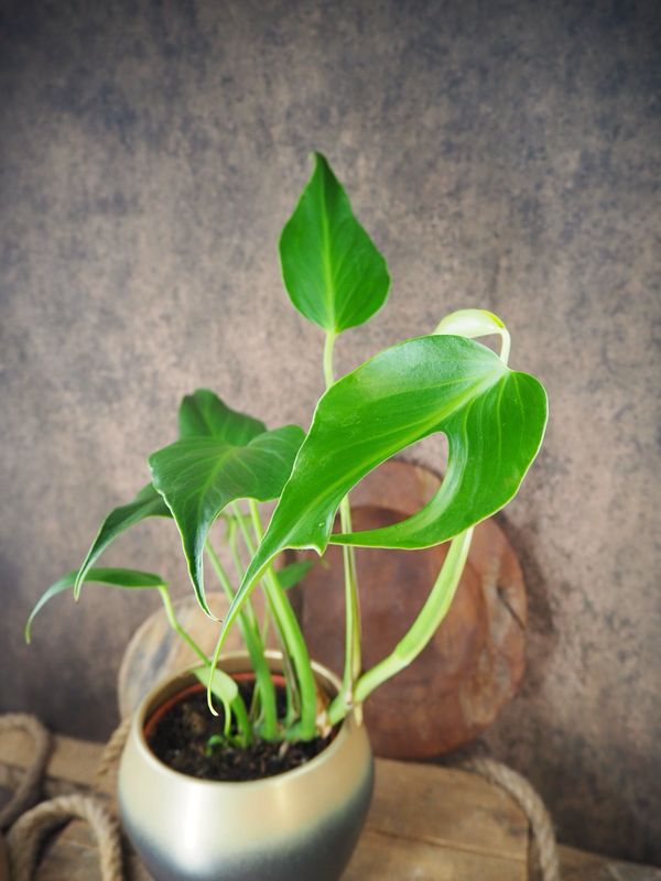 Monstera Burle Marx Flame