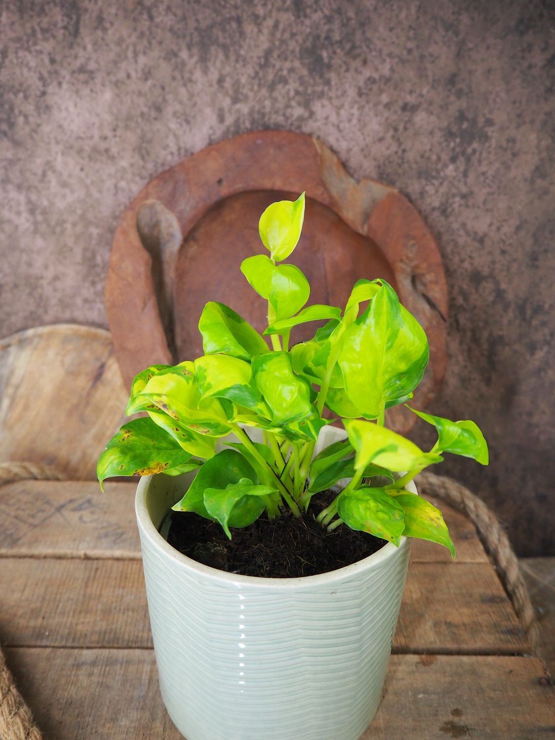 Epipremnum Kiwi