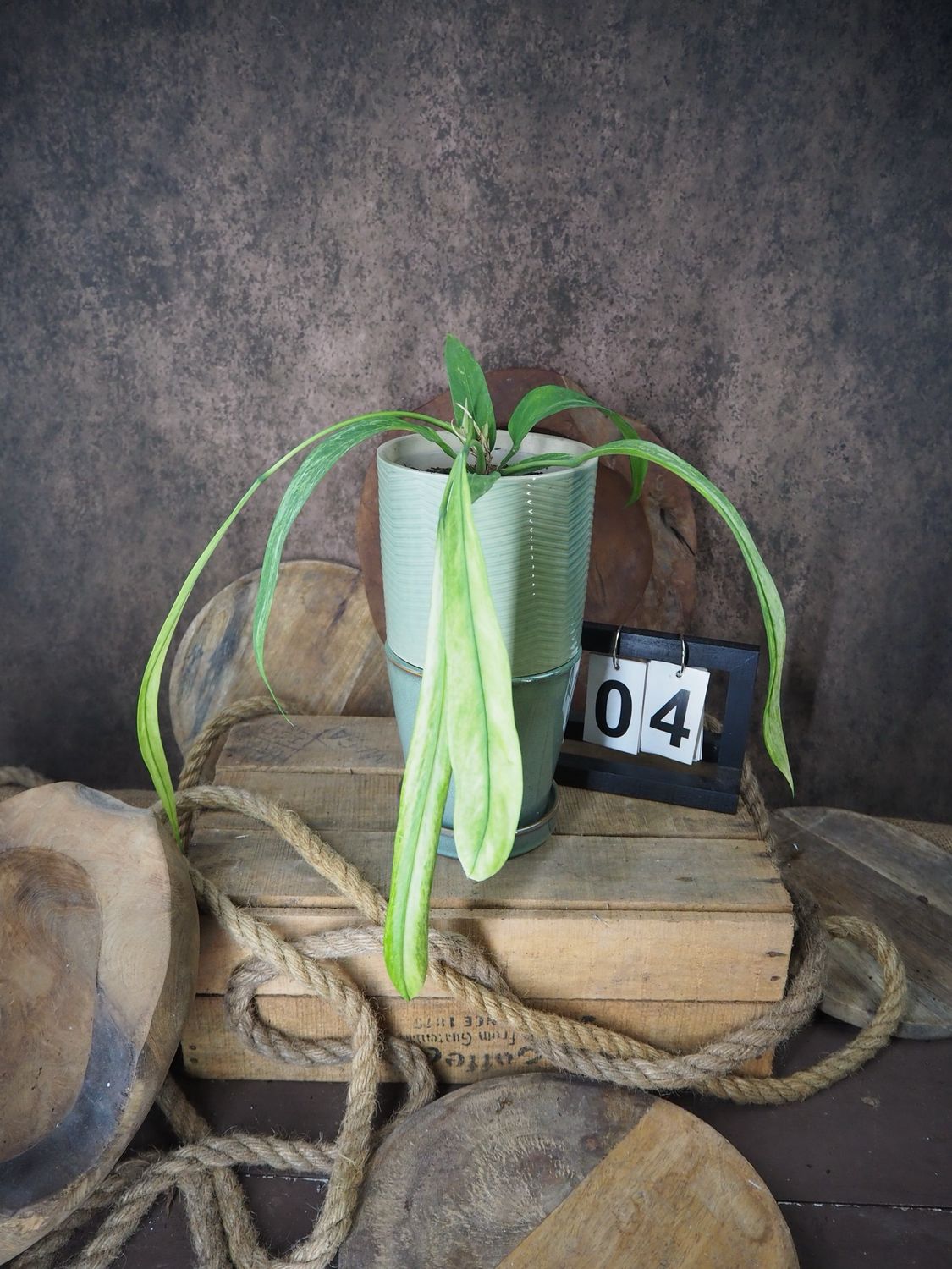 Anthurium vittarifolium Variegata #4