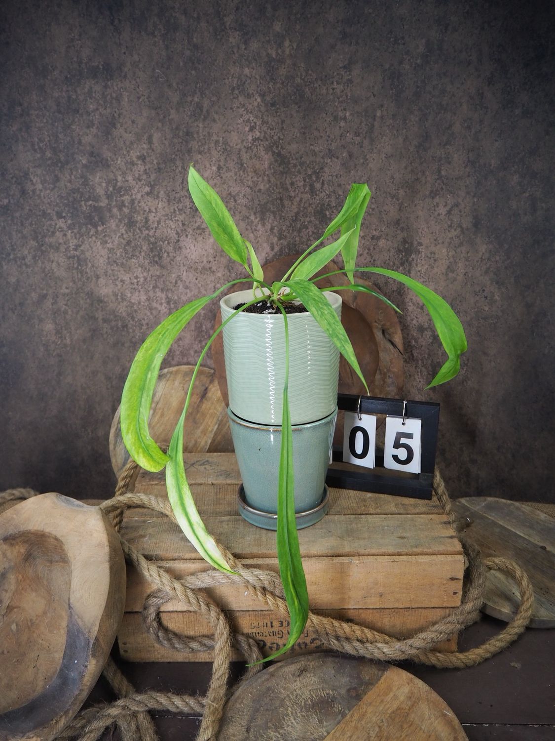 Anthurium vittarifolium Variegata #5
