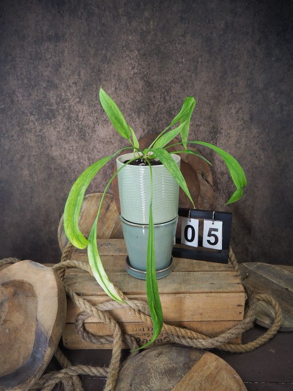 Anthurium vittarifolium Variegata #5 Anthurium vittarifolium Variegata #5