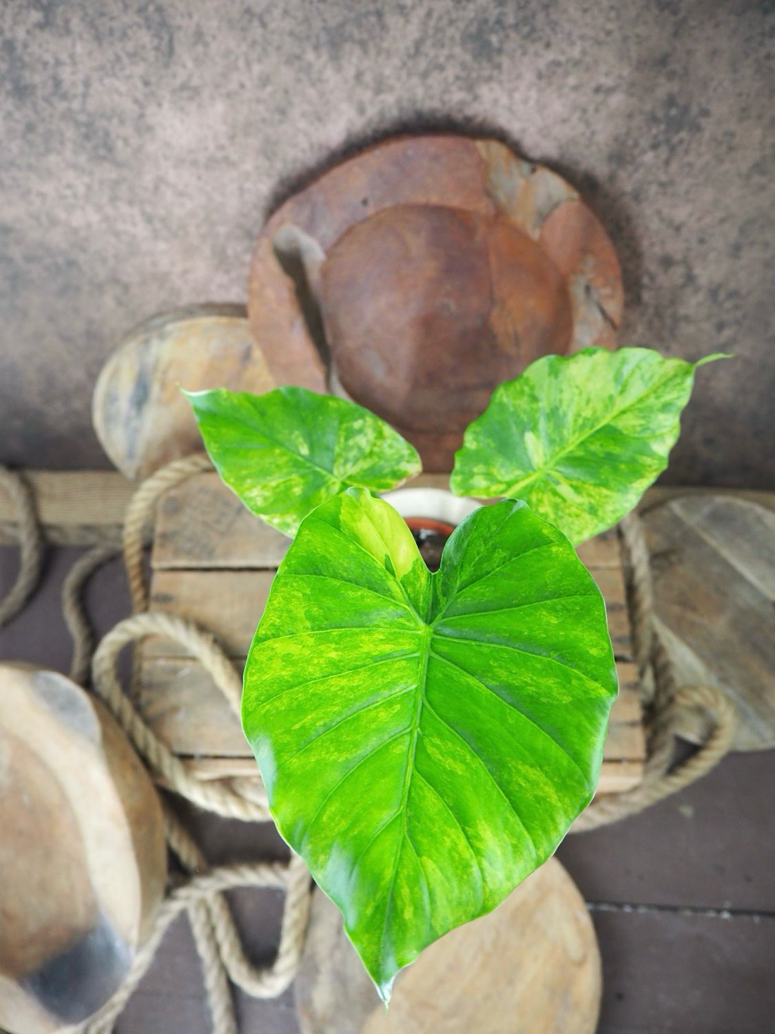 Alocasia gageana Aurea Jungpflanze 
