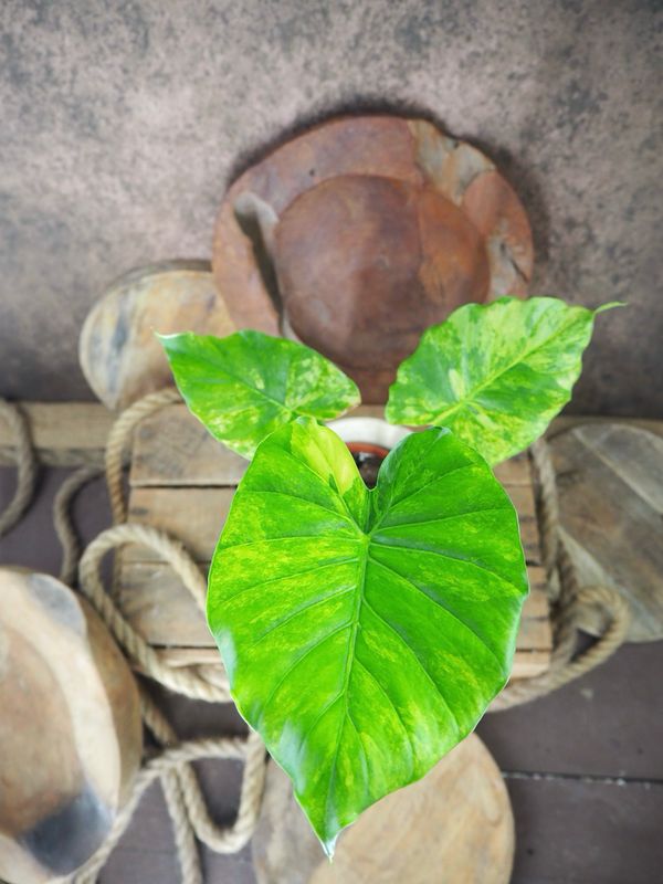 Alocasia gageana Aurea Jungpflanze Alocasia gageana Aurea Jungpflanze