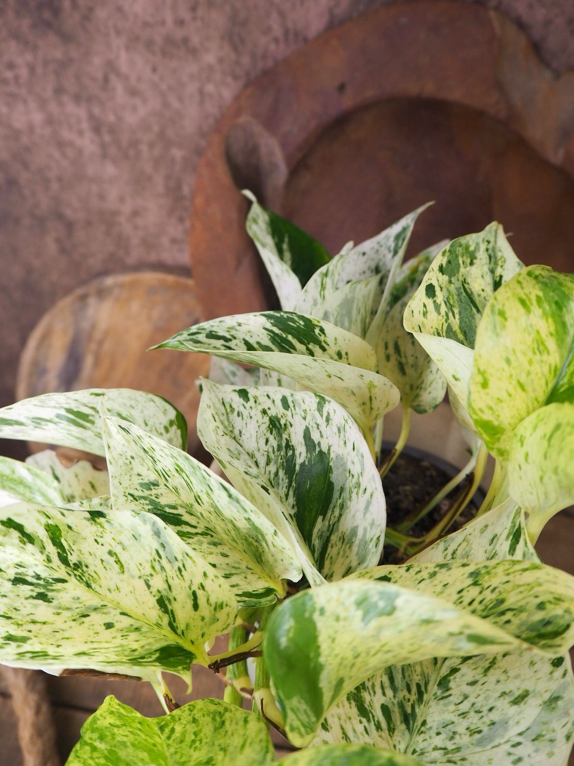 Epipremnum Marble Queen