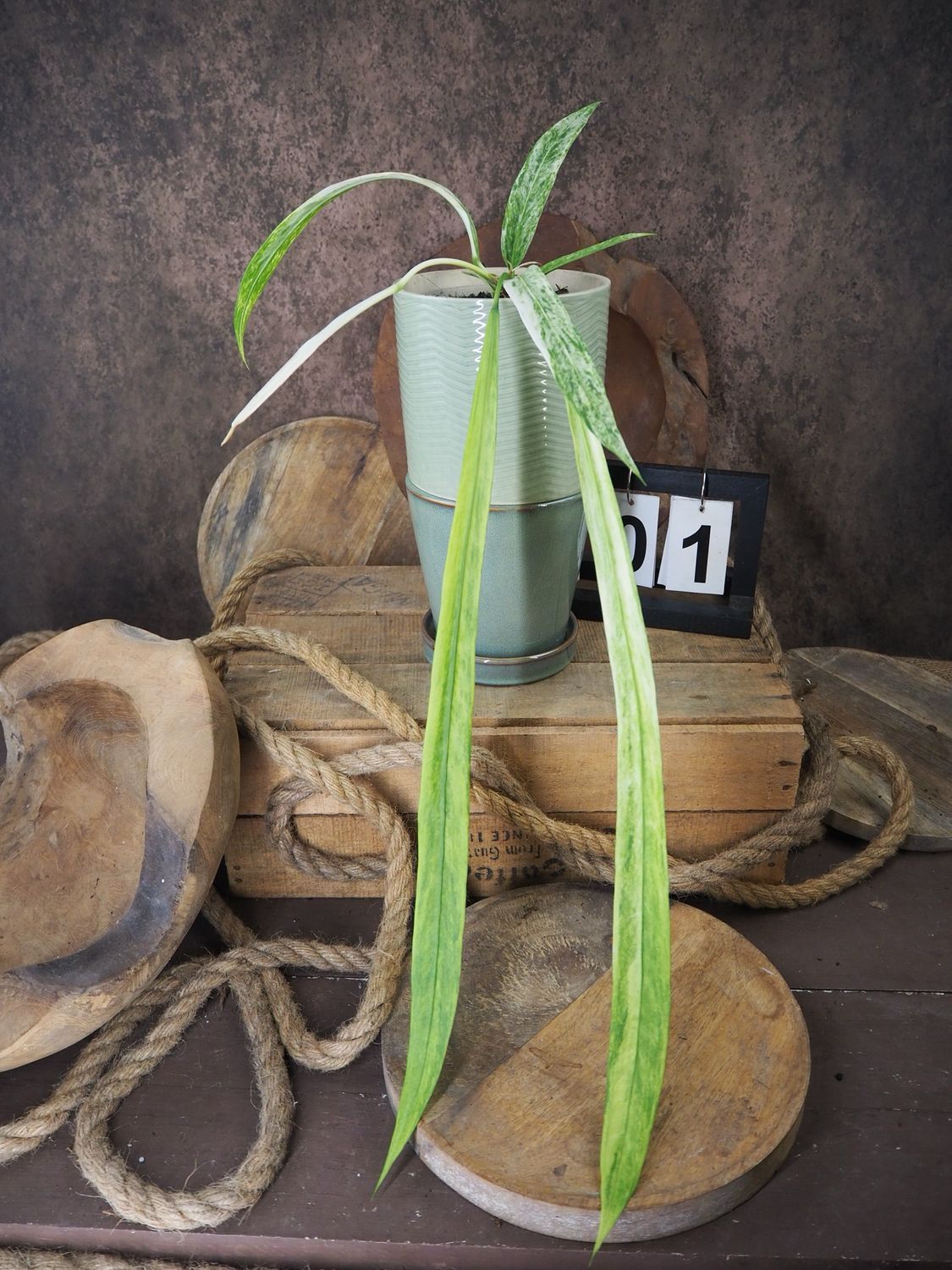 Anthurium vittarifolium Variegata #1