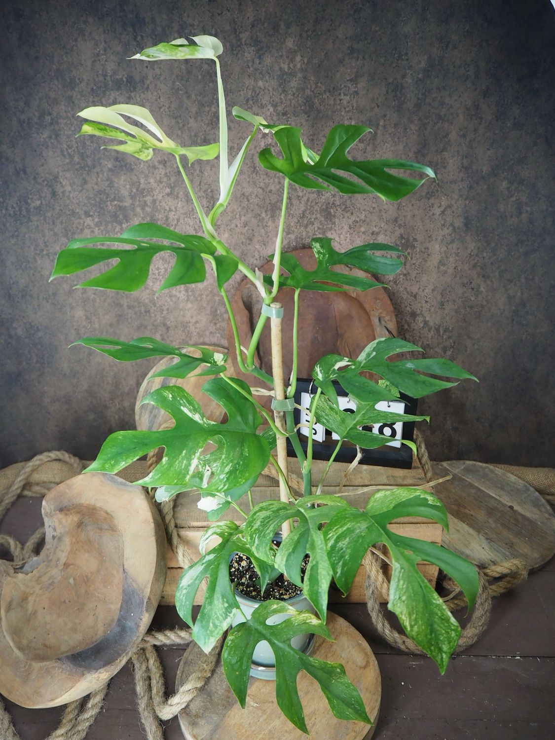 Rhaphidophora tetrasperma White Monster #8