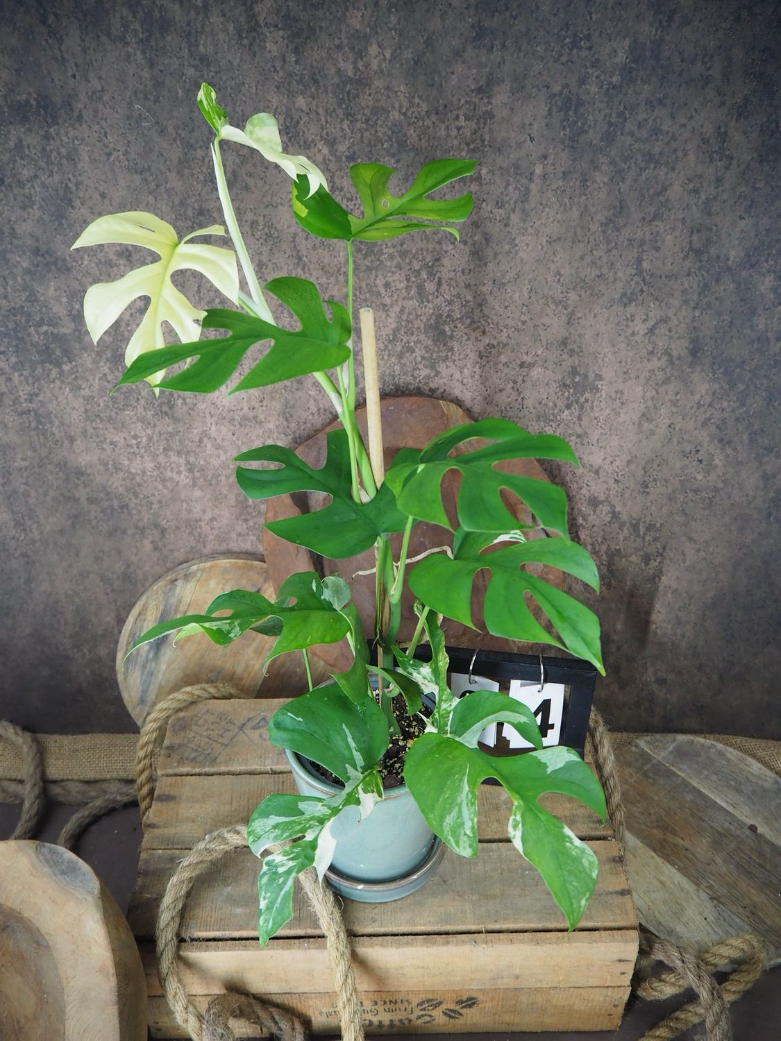 Rhaphidophora tetrasperma White Monster #4