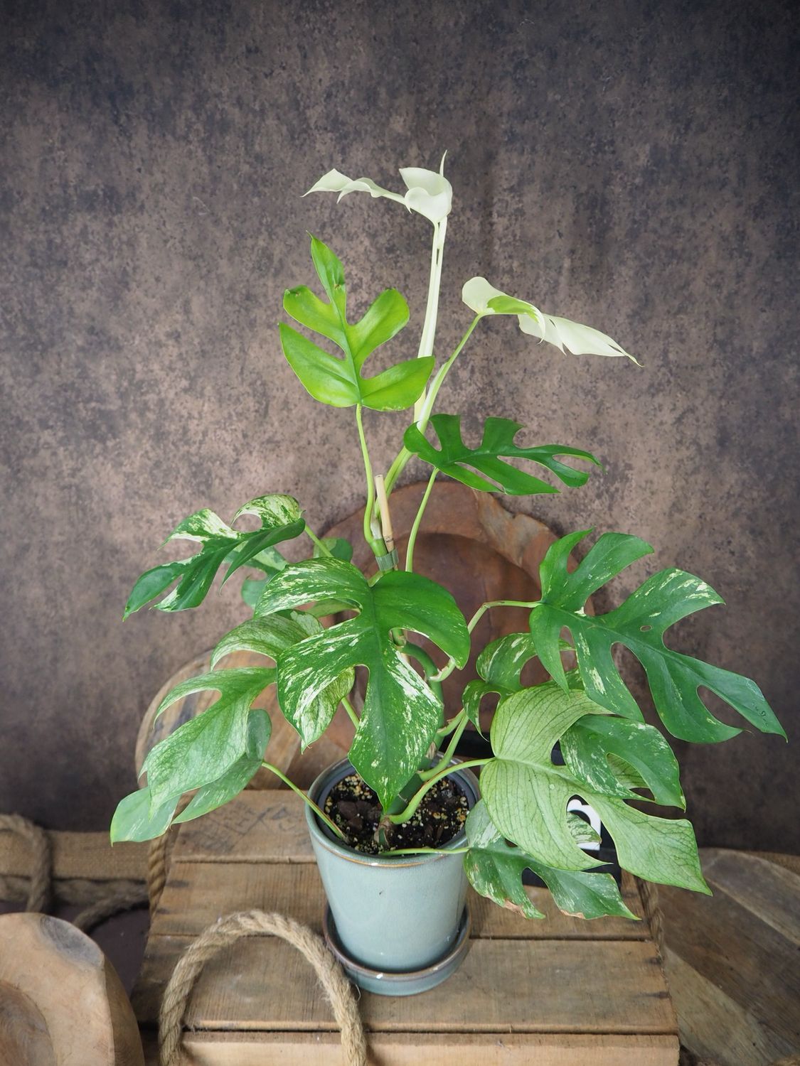 Rhaphidophora tetrasperma White Monster #6