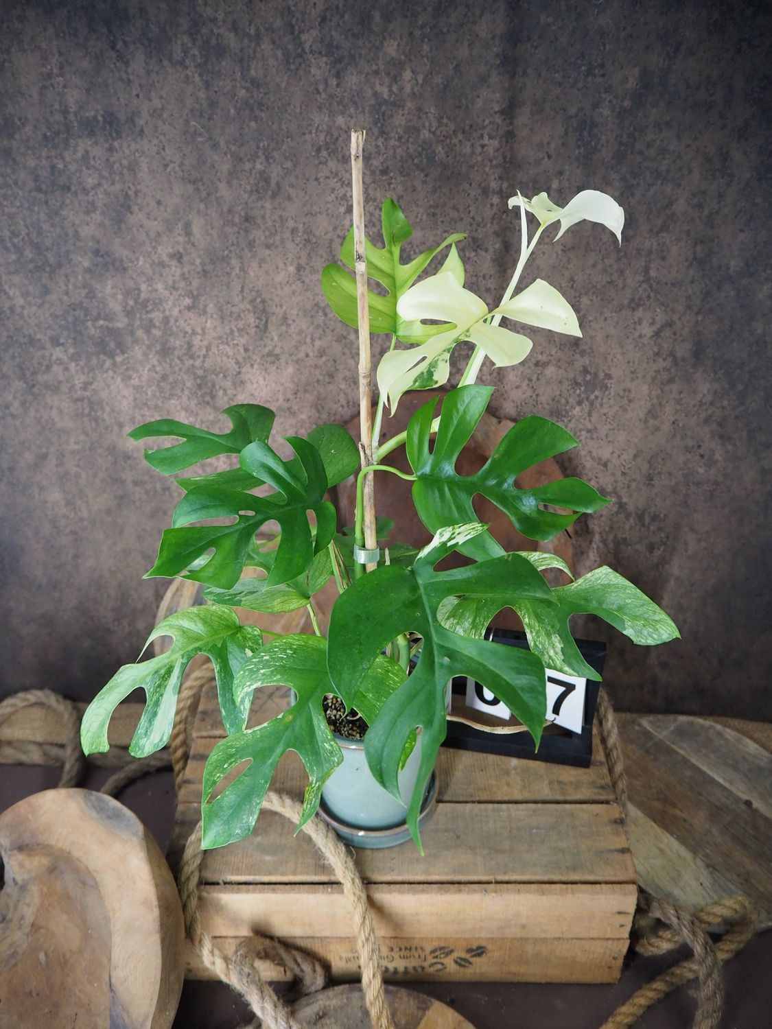 Rhaphidophora tetrasperma White Monster #7