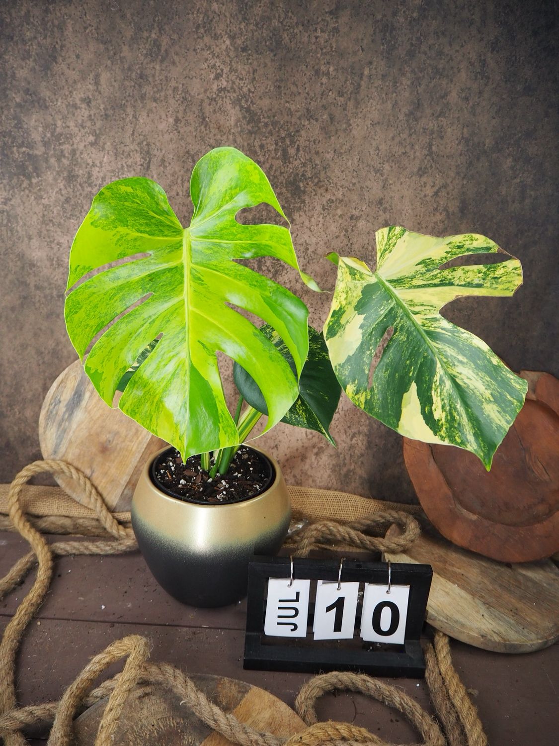 Monstera Deliciosa Aurea Variegata #10
