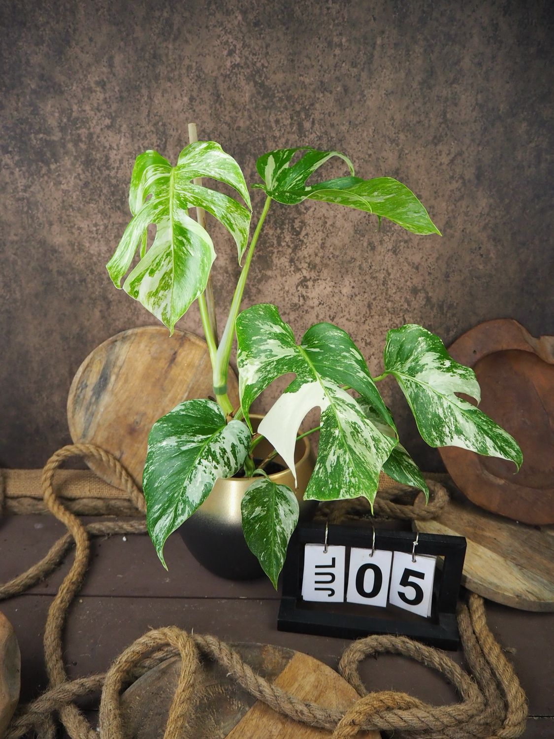 Monstera Albo Variegata #5