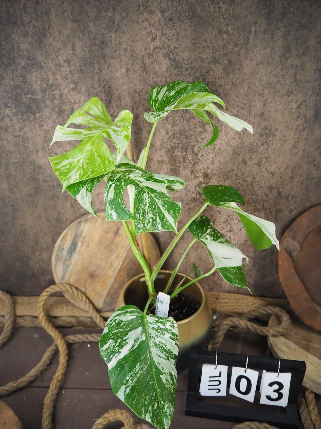 Monstera Albo Variegata #3
