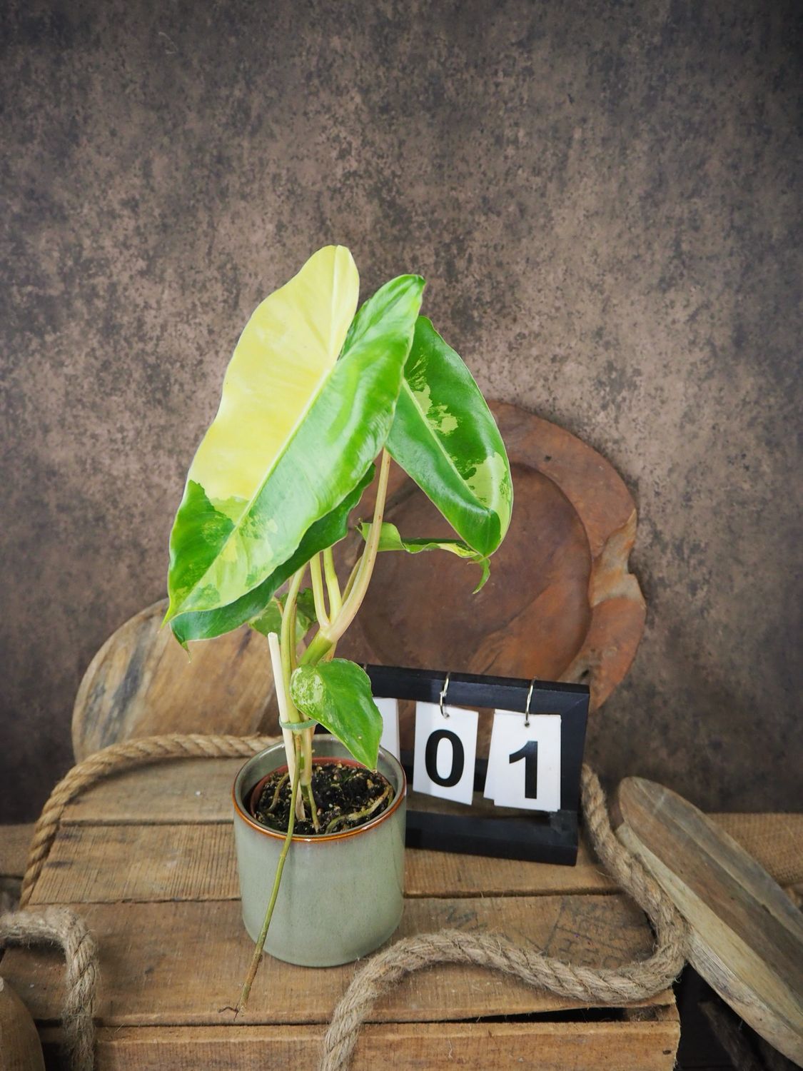Philodendron Burle Marx Variegata #1