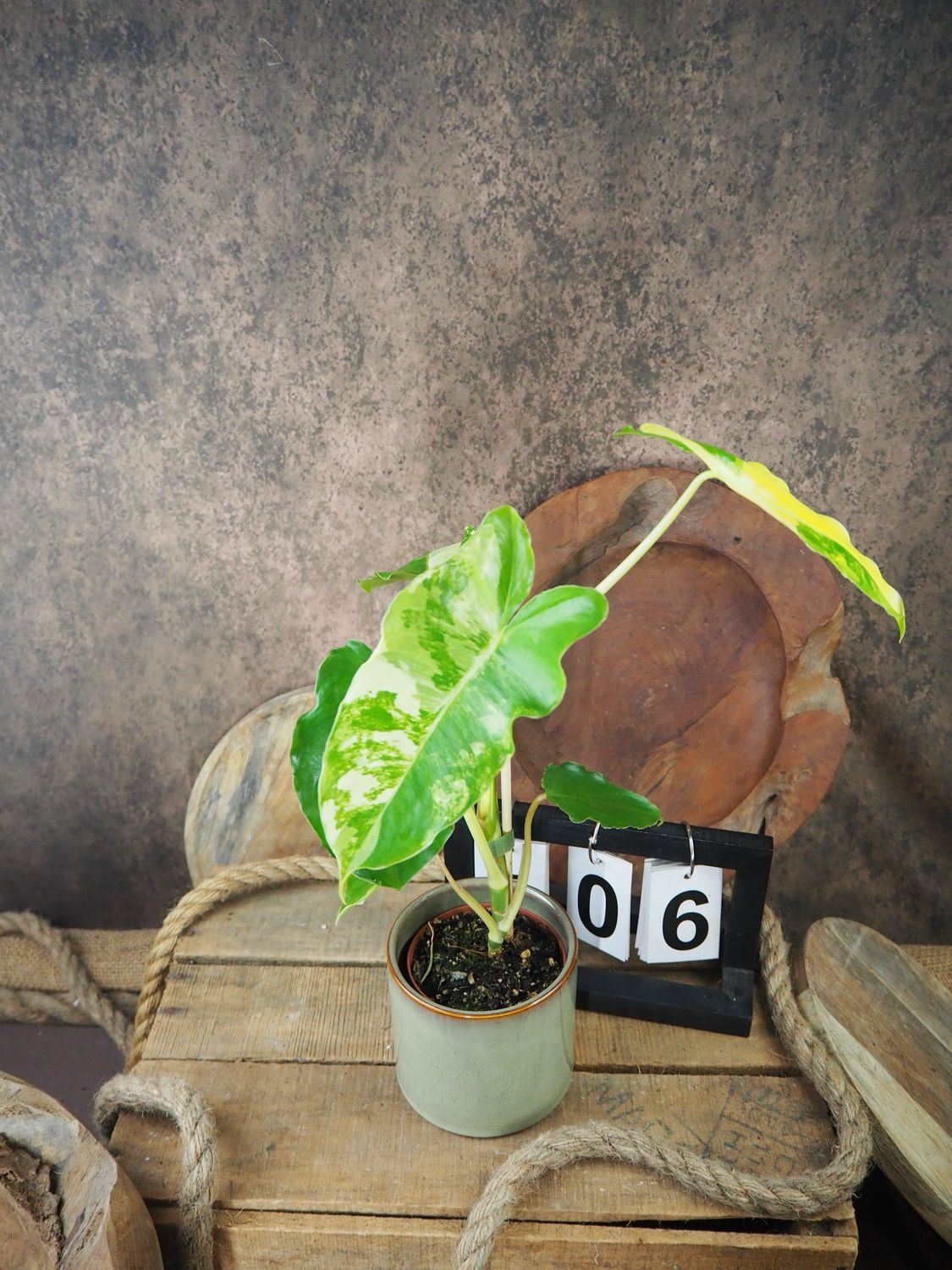 Philodendron Burle Marx Variegata #6