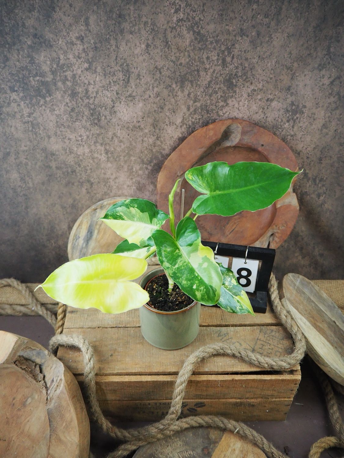 Philodendron Burle Marx Variegata #8