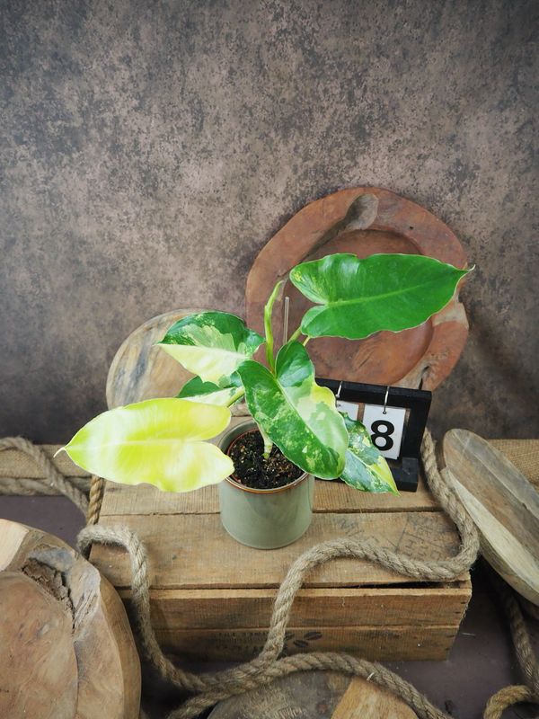 Philodendron Burle Marx Variegata #8 Philodendron Burle Marx Variegata #8