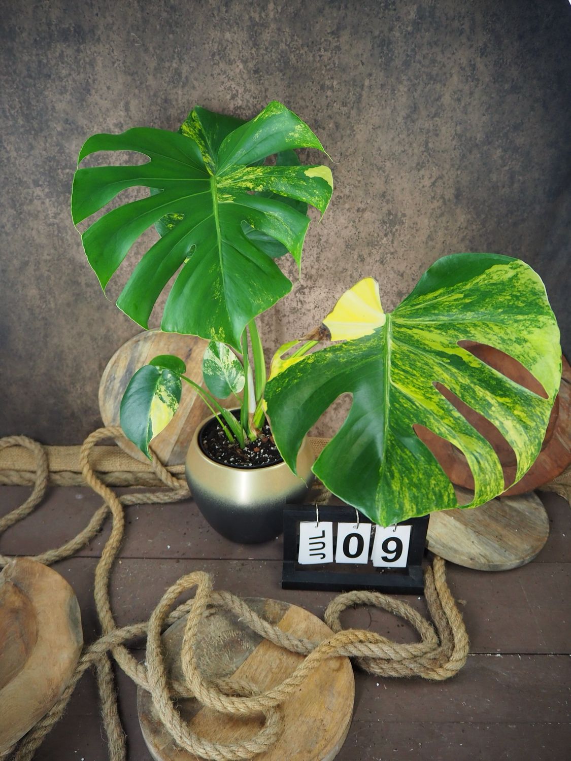 Monstera Deliciosa Aurea Variegata #9