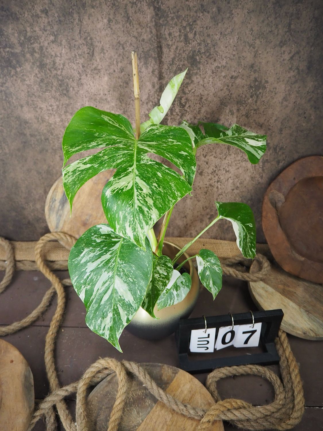 Monstera Albo Variegata #7