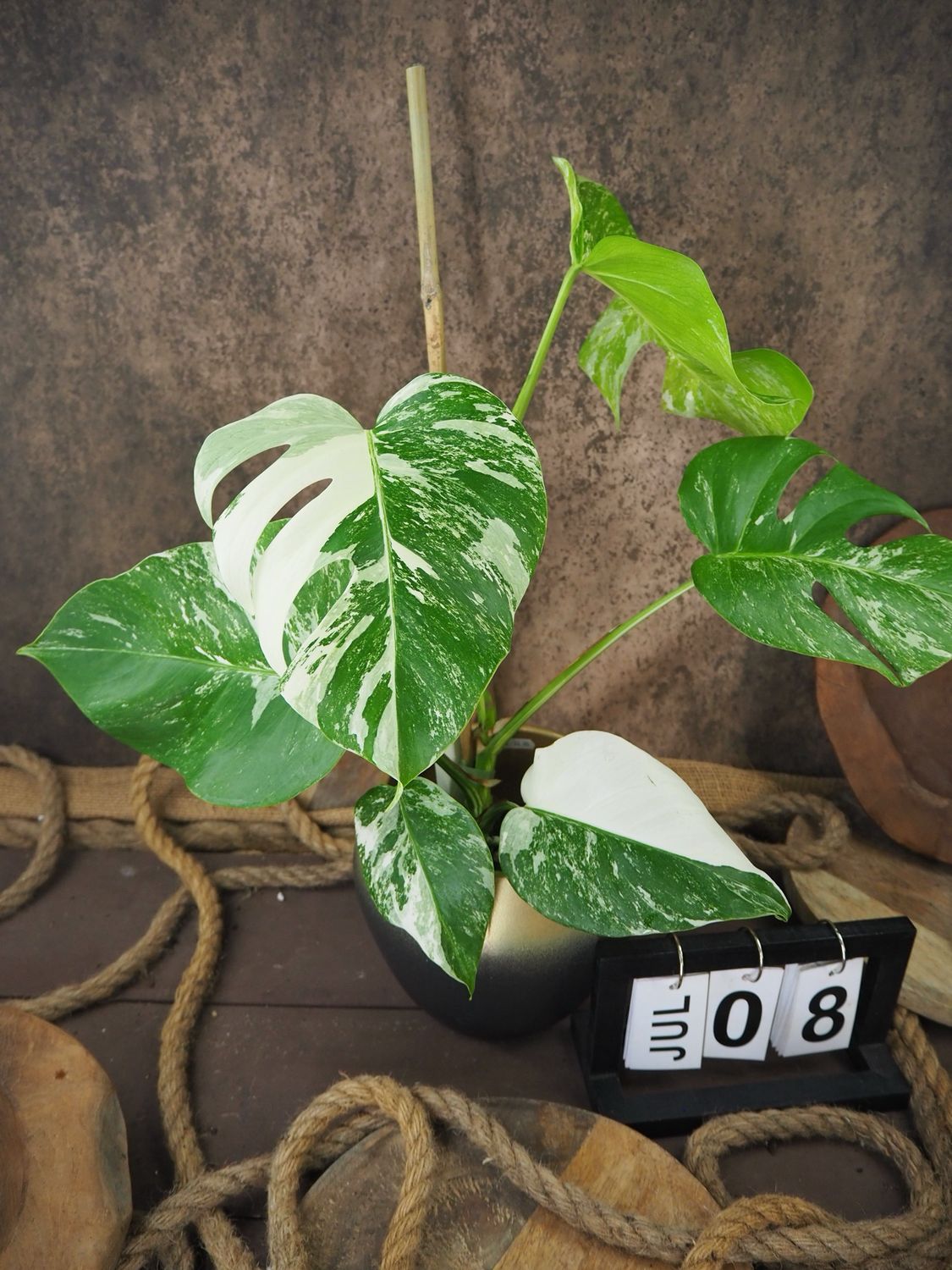 Monstera Albo Variegata #8
