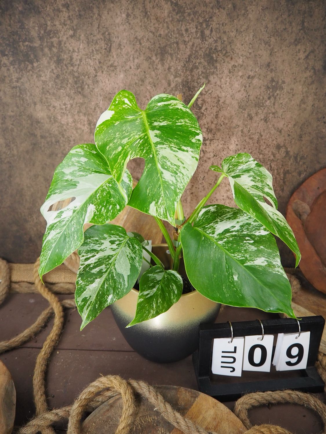 Monstera Albo Variegata #9