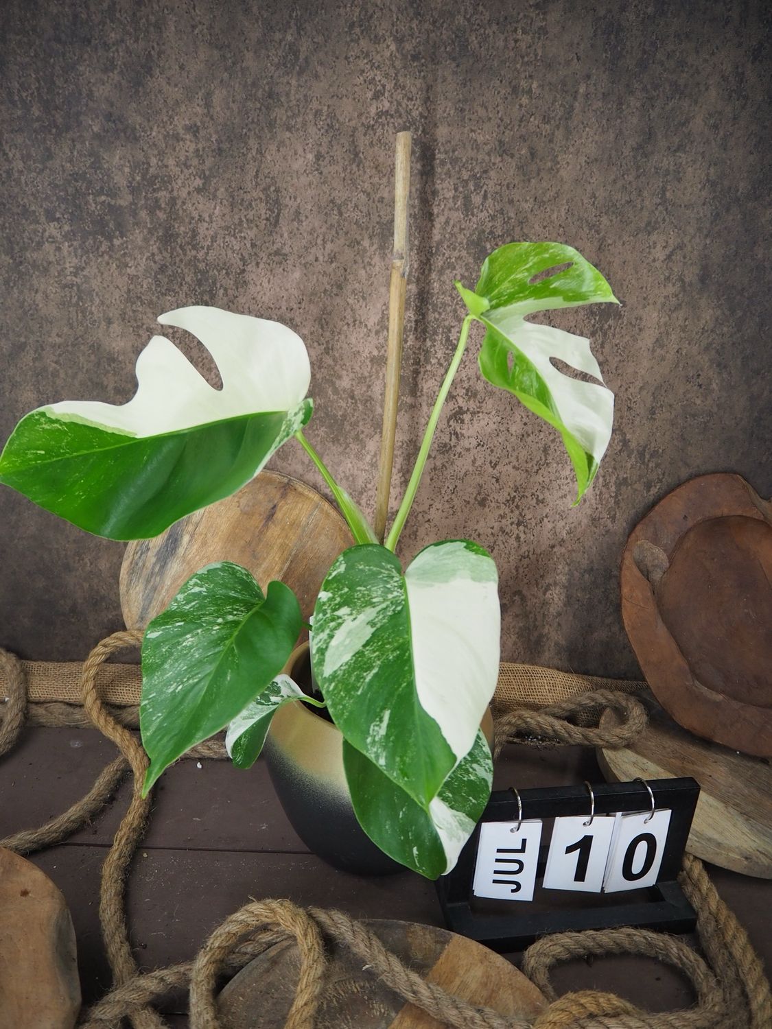 Monstera Albo Variegata #10