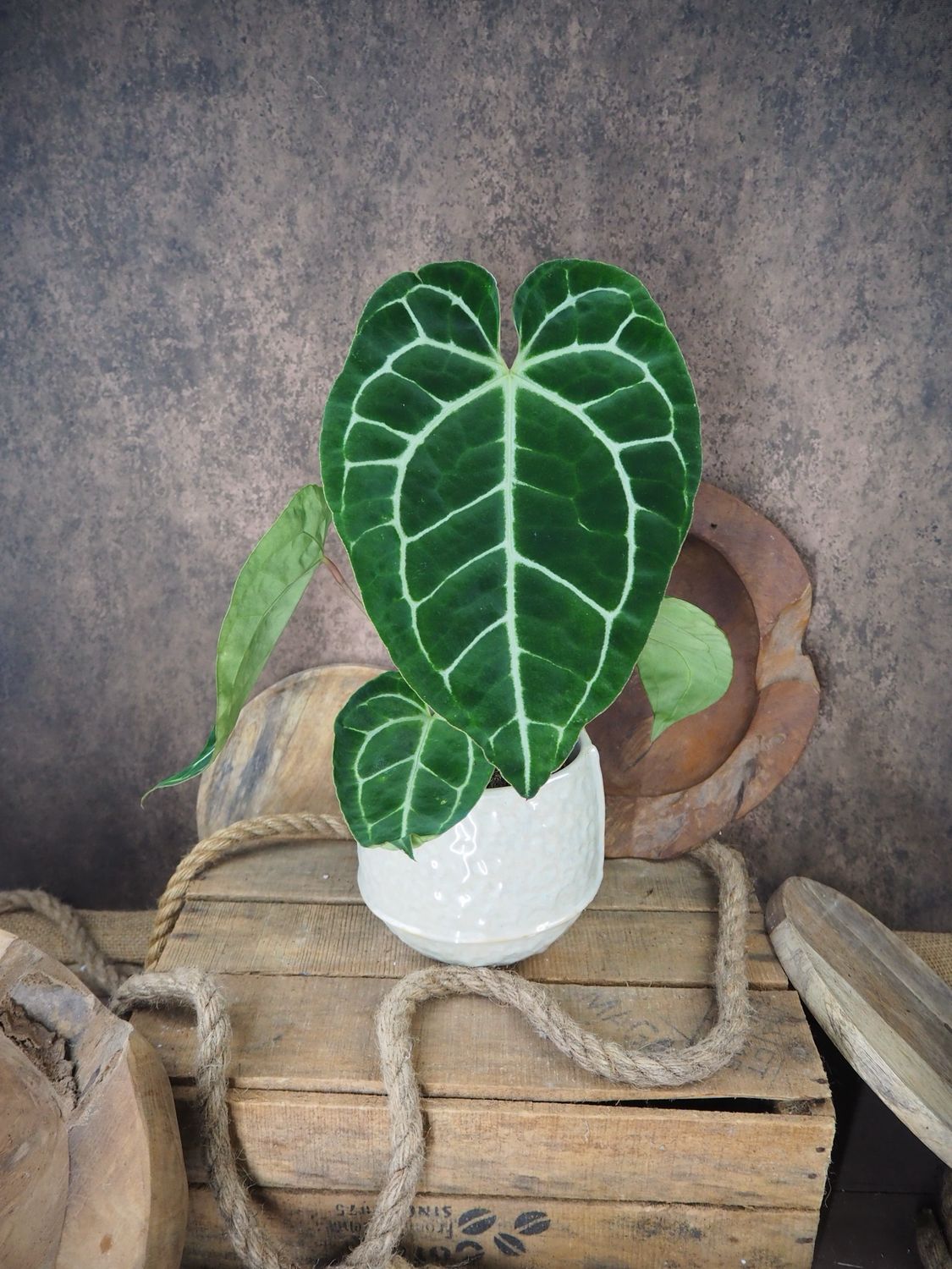 Anthurium Crystallinum