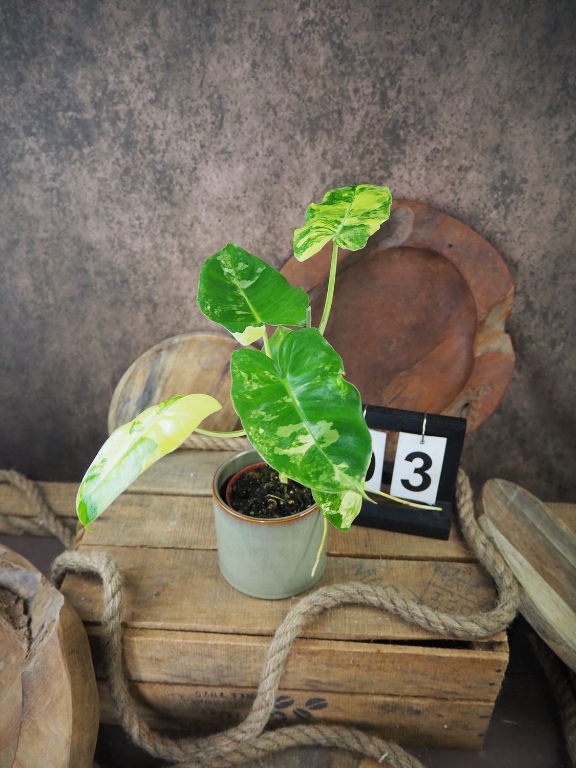 Philodendron Burle Marx Variegata #3