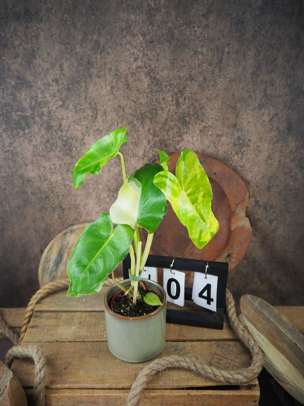 Philodendron Burle Marx Variegata #4 Philodendron Burle Marx Variegata #4