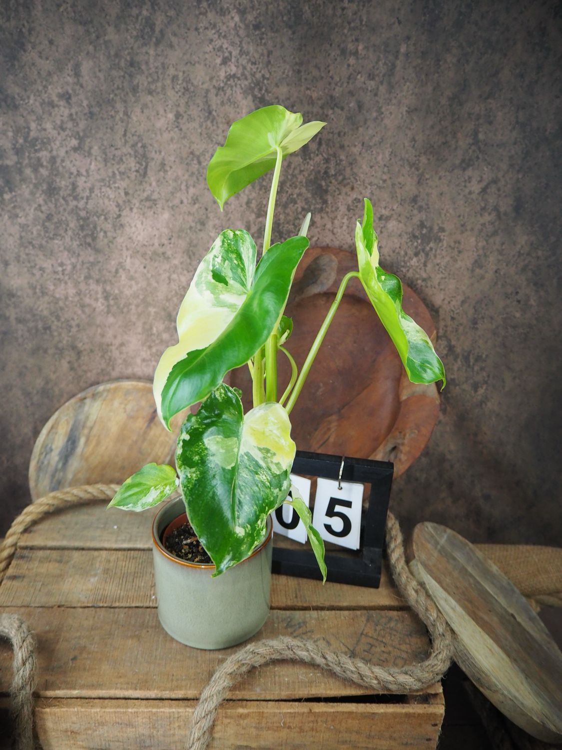 Philodendron Burle Marx Variegata #5