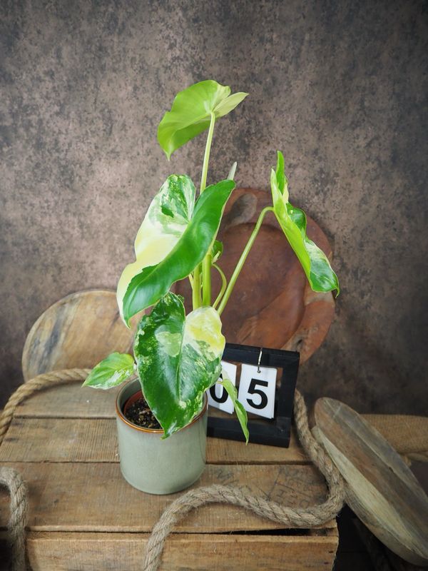 Philodendron Burle Marx Variegata #5 Philodendron Burle Marx Variegata #5