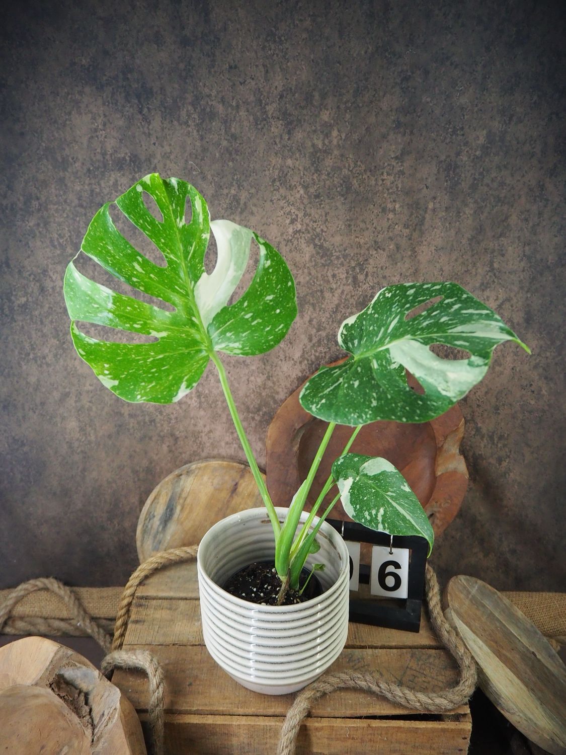 Monstera Thai Constellation S #6