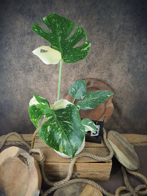 Monstera Thai Constellation #III Monstera Thai Constellation #III