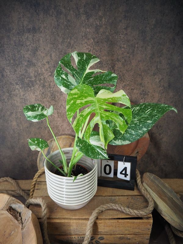 Monstera Thai Constellation #IV Monstera Thai Constellation #IV