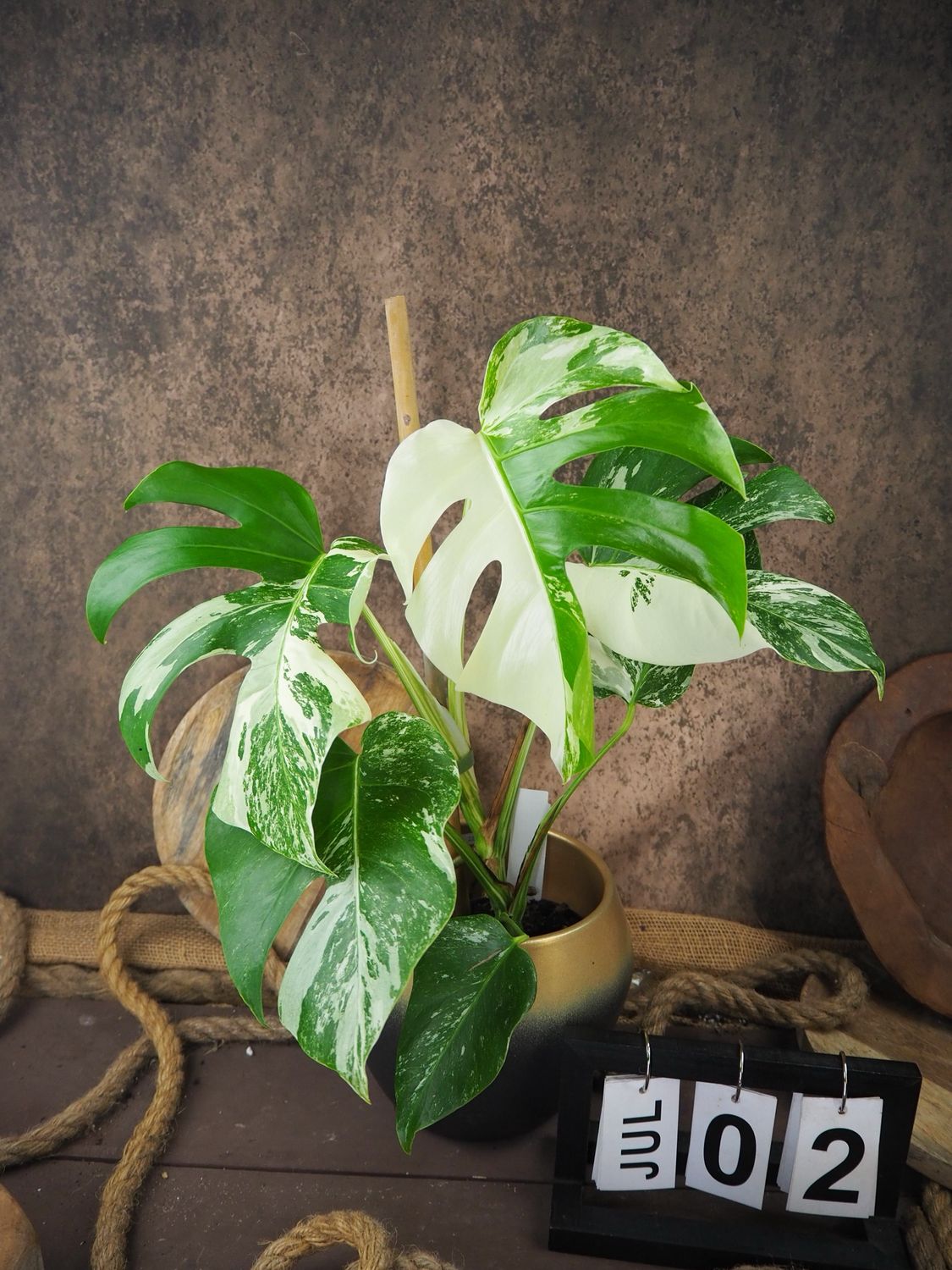 Monstera Albo Variegata #2