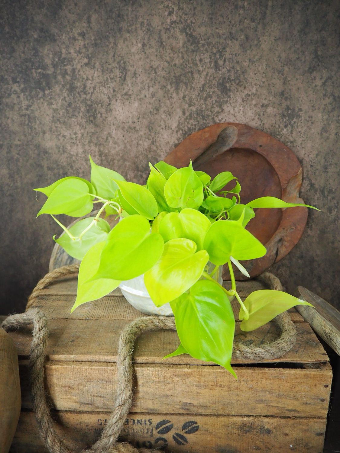 Philodendron scandens Lemon Lime