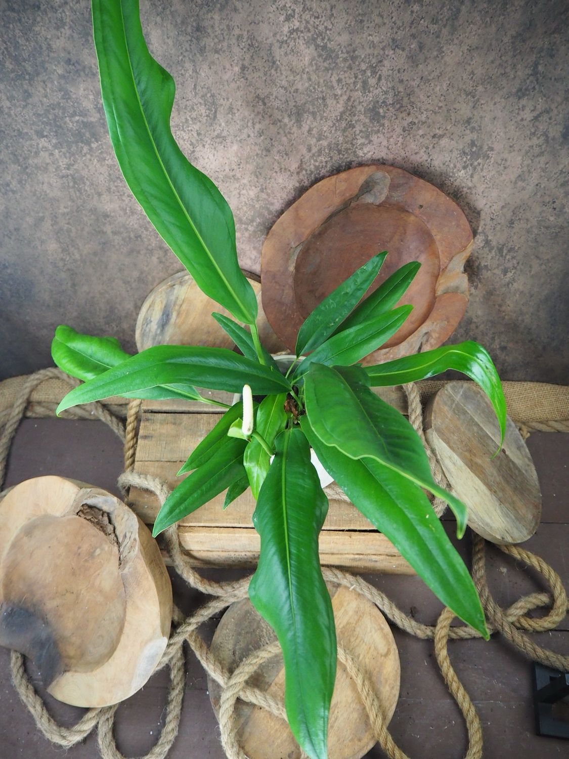 Anthurium bakeri BIG