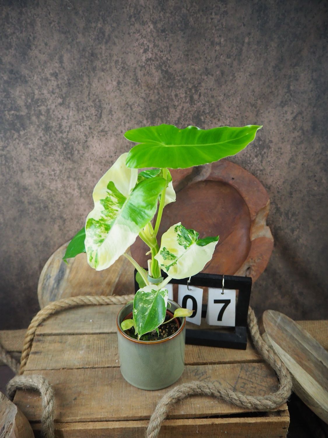 Philodendron Burle Marx Variegata #7