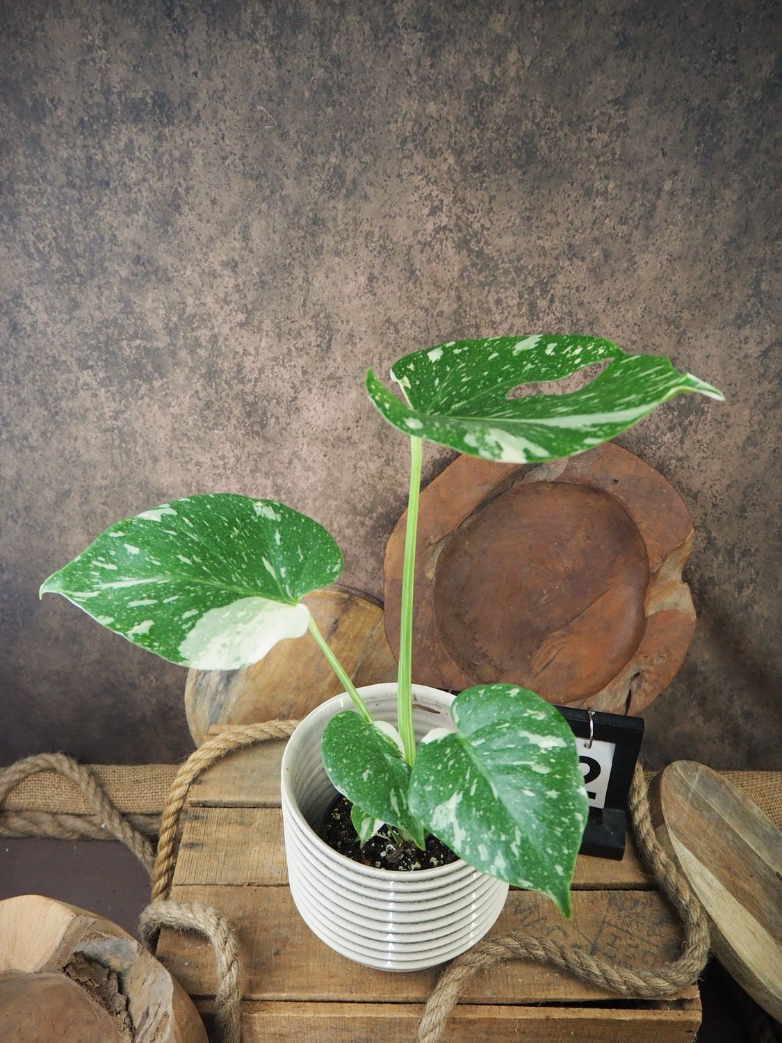 Monstera Thai Constellation S #2