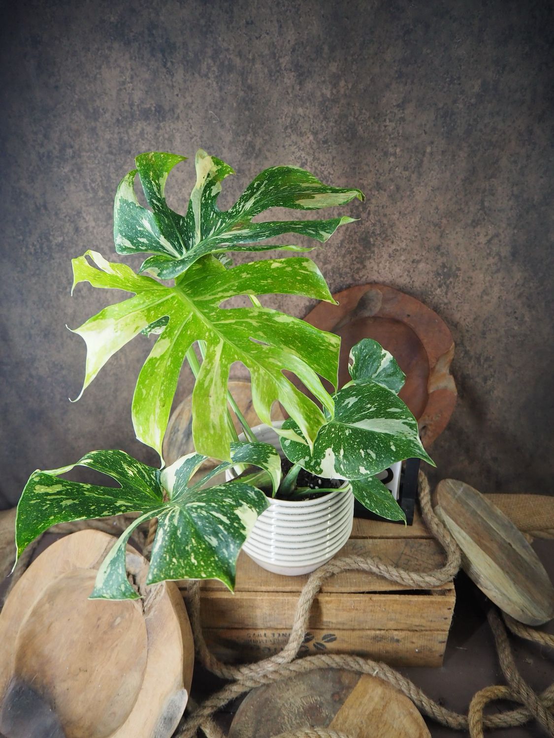 Monstera Thai Constellation #II